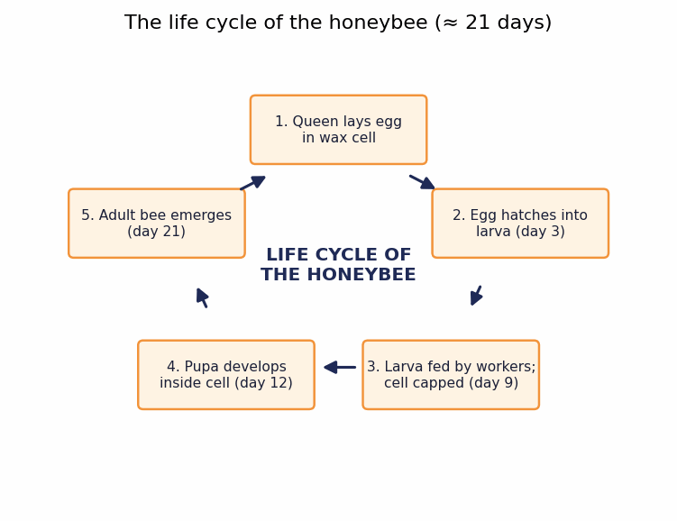 Biểu đồ đề bài — Band 8.5 — Process: The Life Cycle of the Honeybee